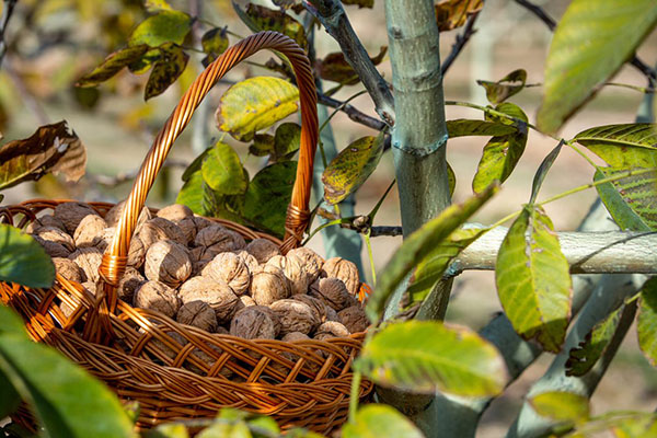 Oportunitats per al sector agroalimentari: tots els ajuts del PEAC